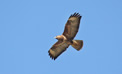 Buzzard